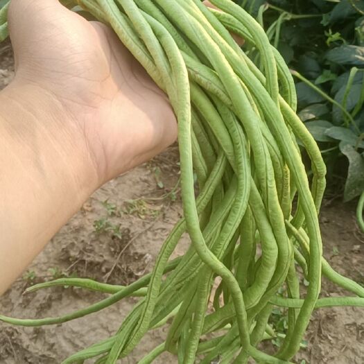 蠡县长豆角种植基地