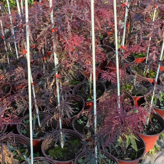 含山县石榴红羽毛枫