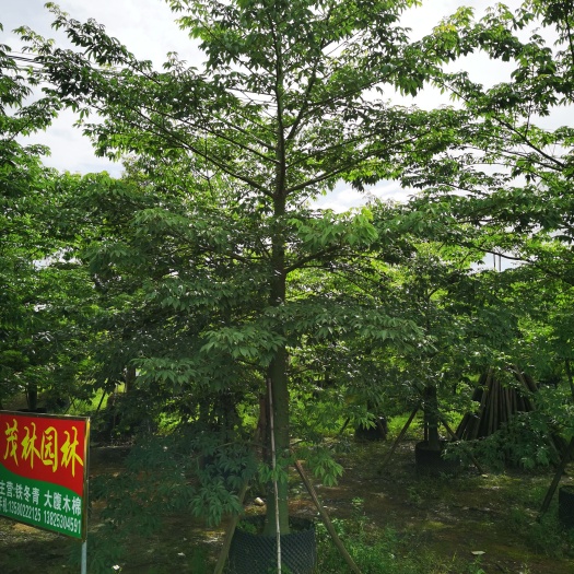 普宁市大腹木棉 樱花木棉精品假植苗15一25公分现货500棵