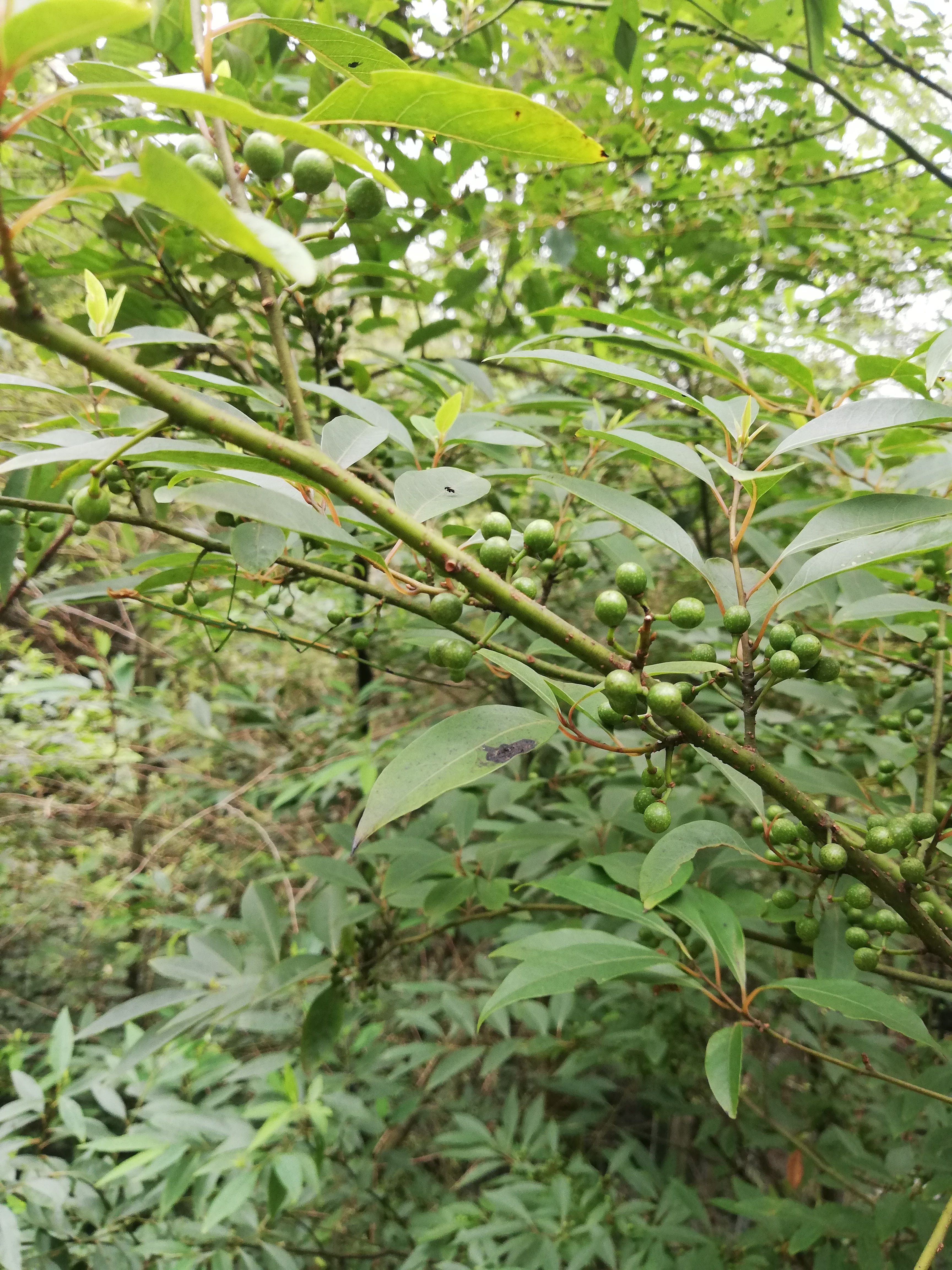 山苍子