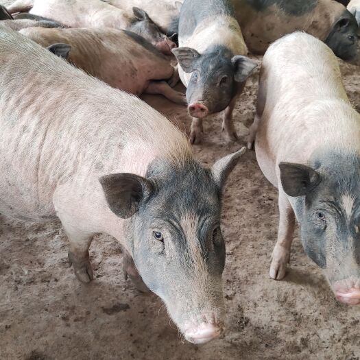 巴马香猪商品猪、肉猪