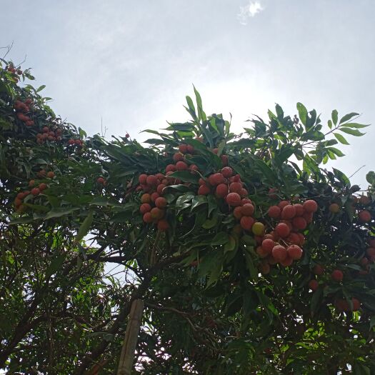 诏安县乌叶荔枝，桂味，个大核小，肉厚汁多