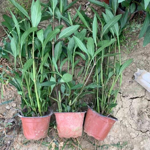 常州翠芦莉，大小杯