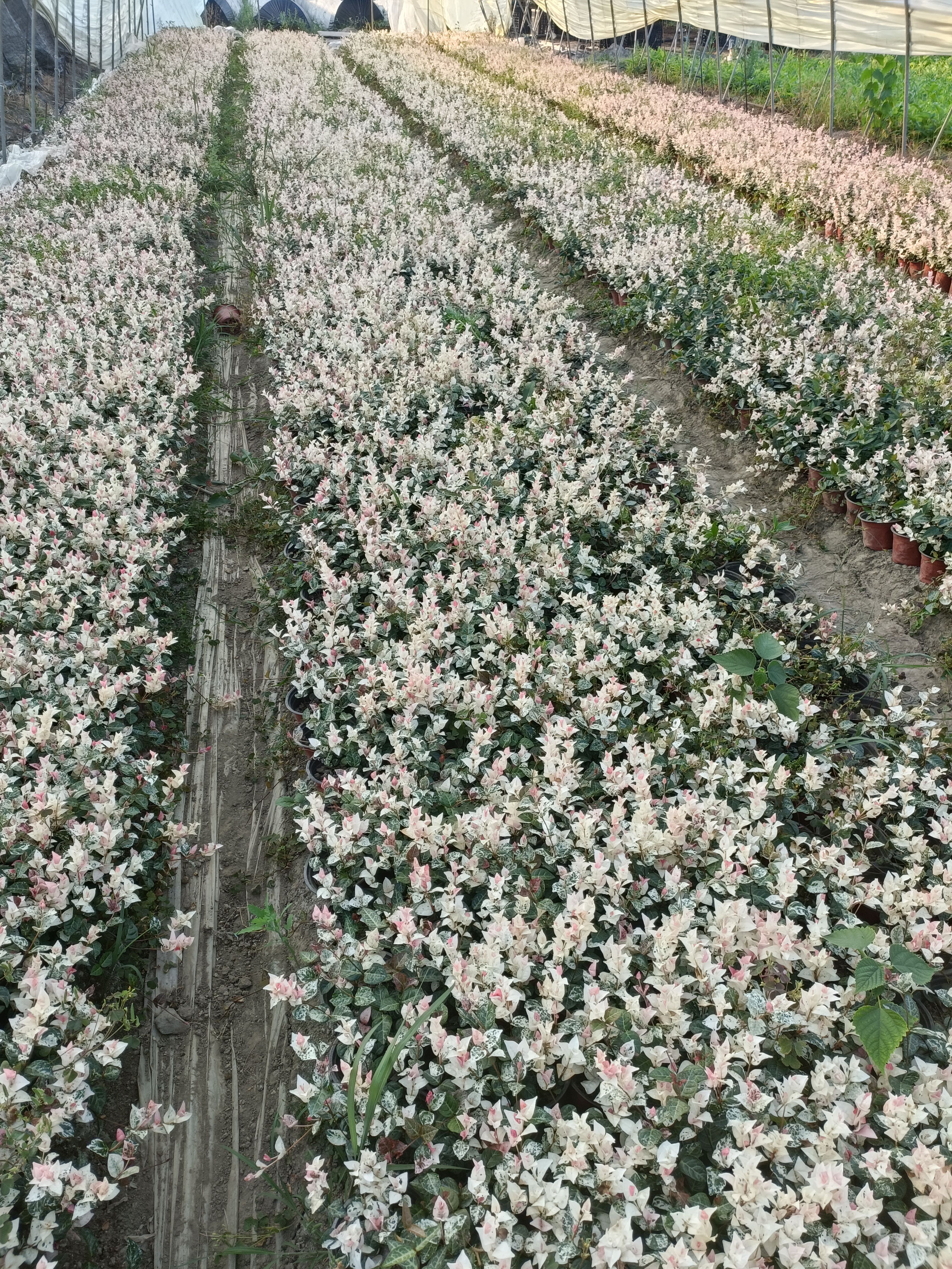 花叶络石