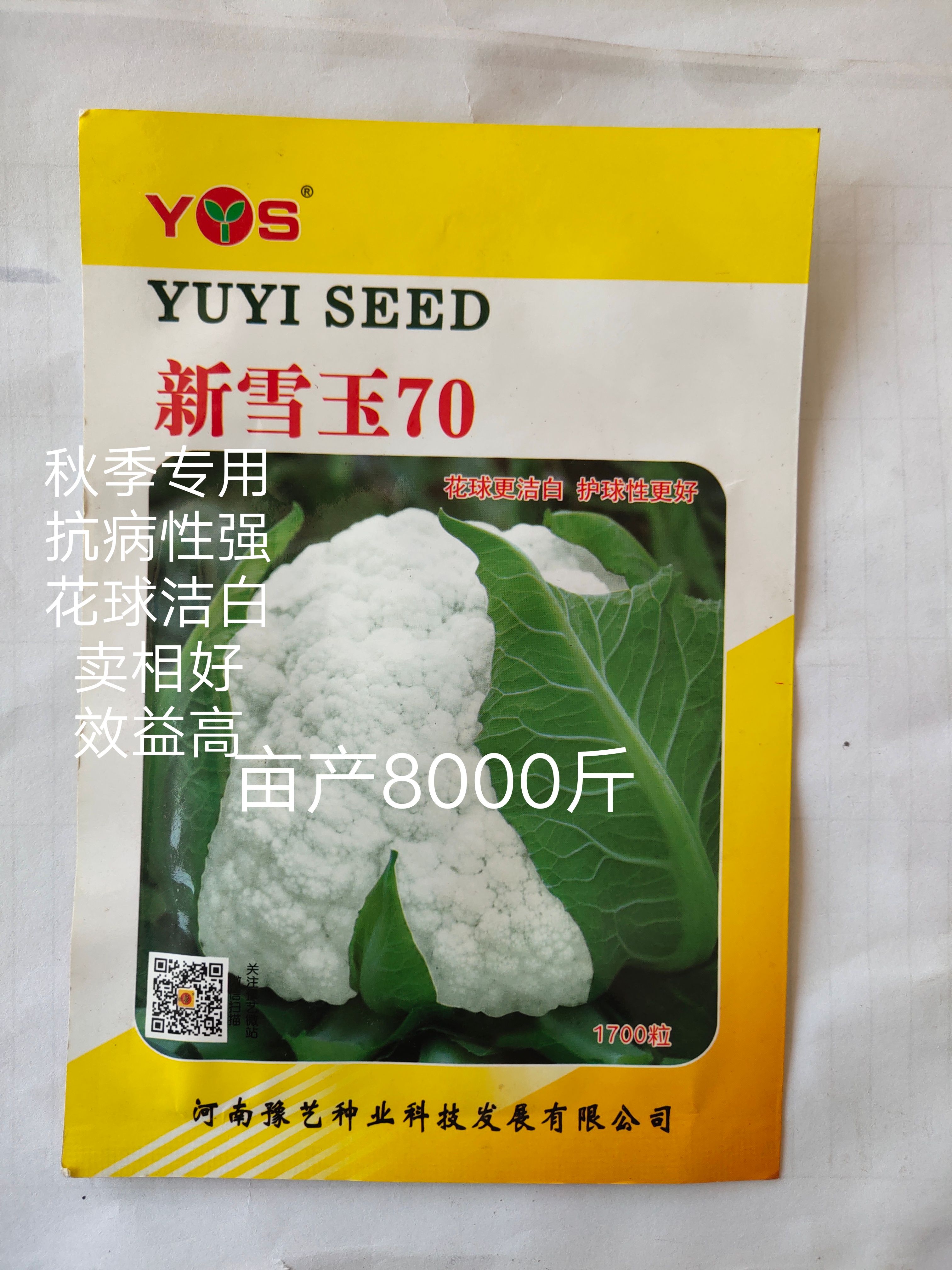 扶沟县新雪王70花菜种子花球更白更厚实外叶包球比其它高10%产