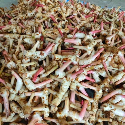 昆明泰国品种白皮南姜嫩姜新鲜到货