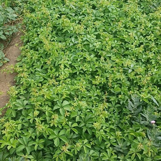 临朐县爬山虎(地锦)种植基地常年对外批发