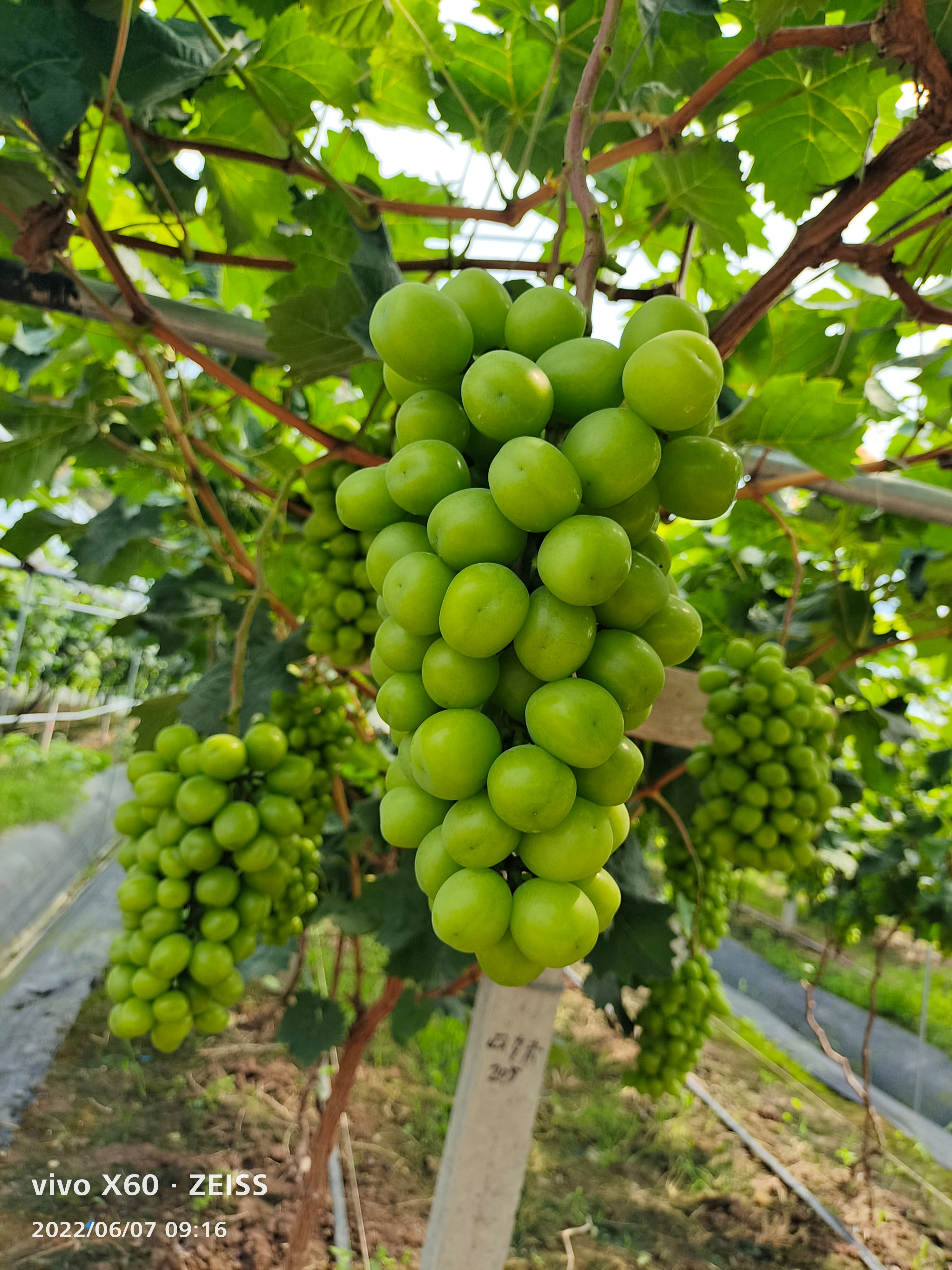 浙江 台州 三门 阳光玫瑰 晴王 代办