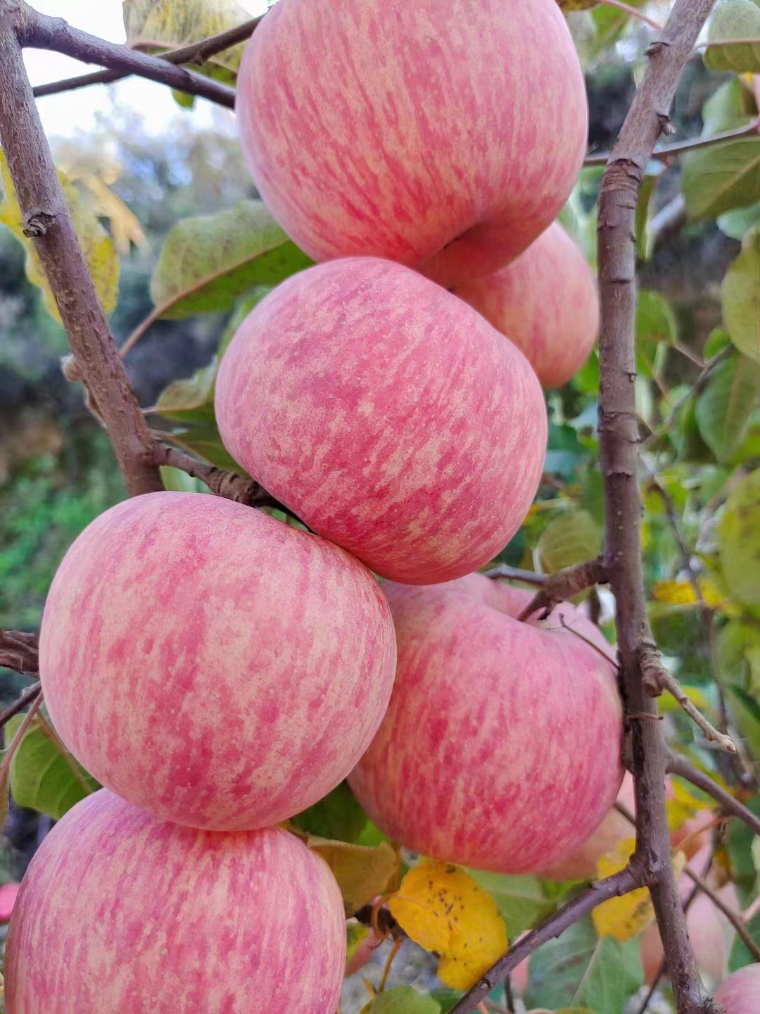 玲玲巧巧水果經(jīng)銷部