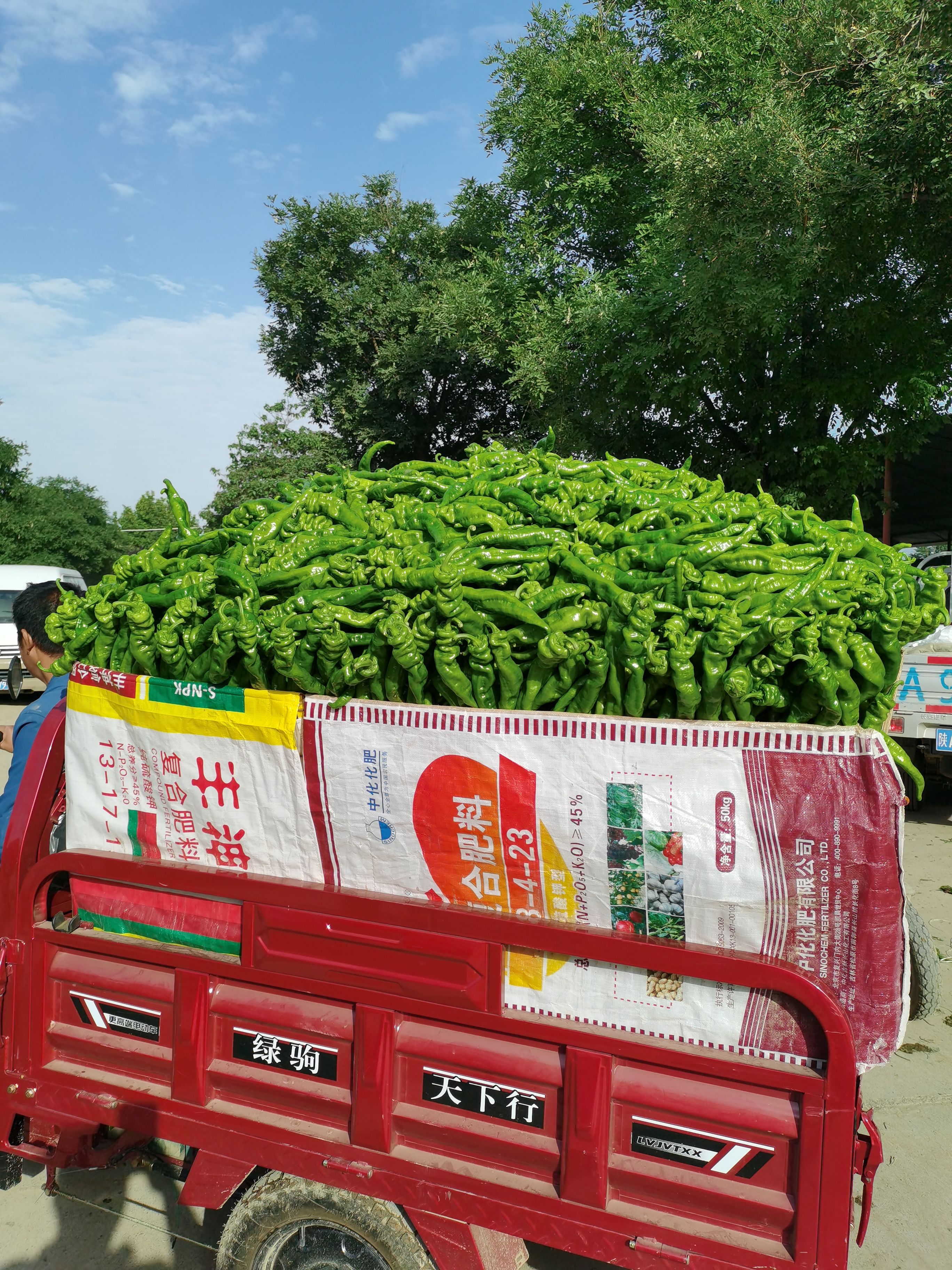 三原县陕西万亩蔬菜基地，大量螺丝椒，黄皮椒二炮椒上市需要的老板联系