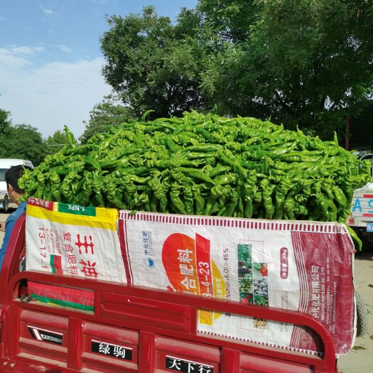 定边县陕西万亩蔬菜基地，大量螺丝椒，黄皮椒二炮椒上市需要的老板联系