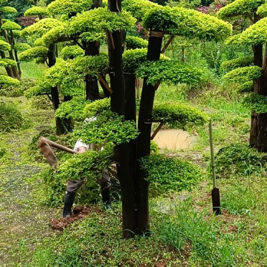 浏阳市本园长期供应各种各样造型亮晶，移栽田苗，成活率高，价格优惠。