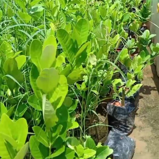 高州市 香水柠檬苗 广东无籽香水柠檬树苗，高压苗，品种好​