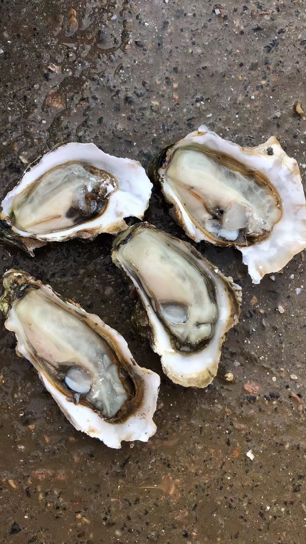 台山精品三倍体生蚝包肥，包肥，全国发货，珠三角早上发下午到达