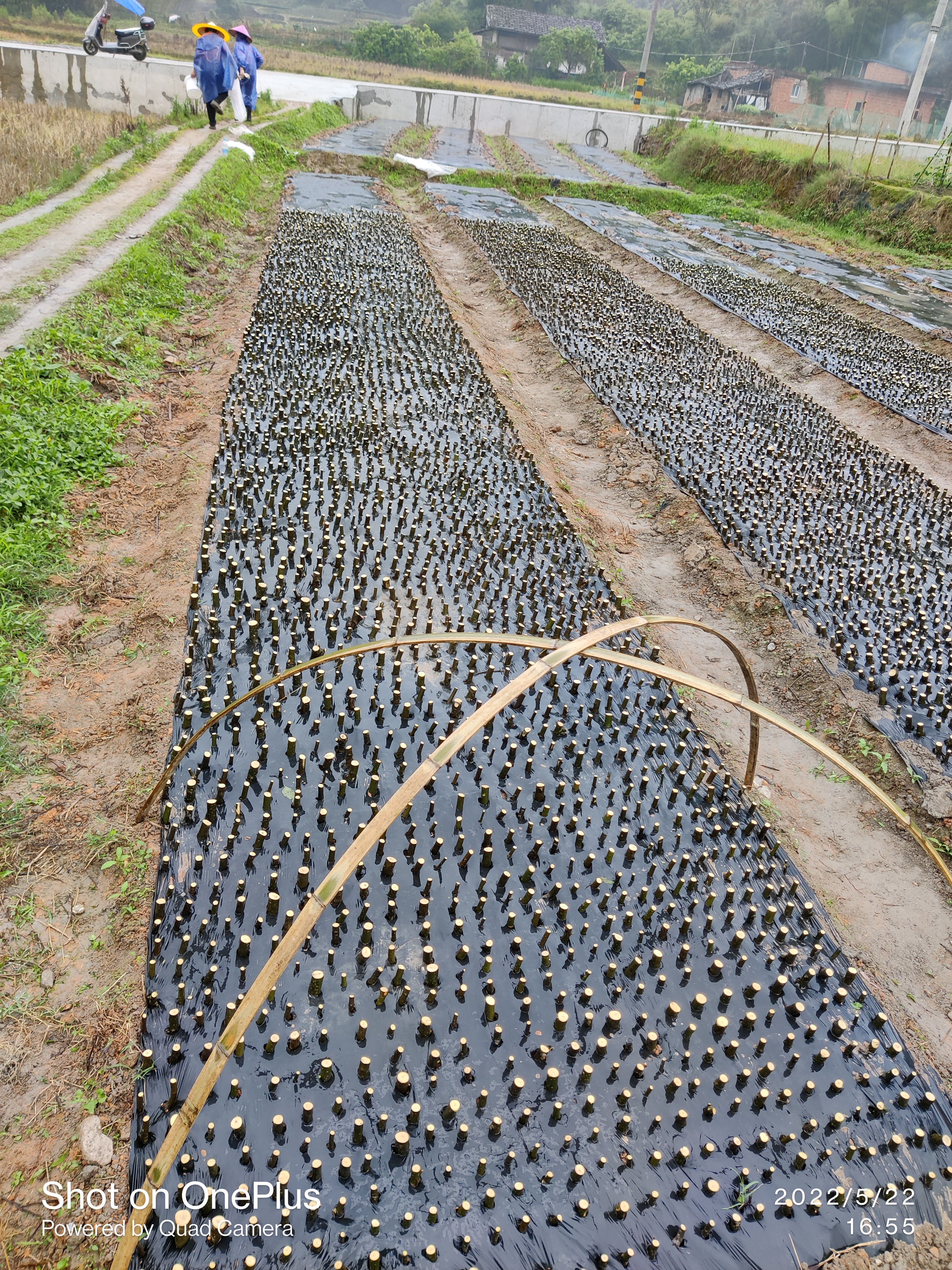 福建产地青皮树小叶岗梅扦插苗，包技术，包回收。