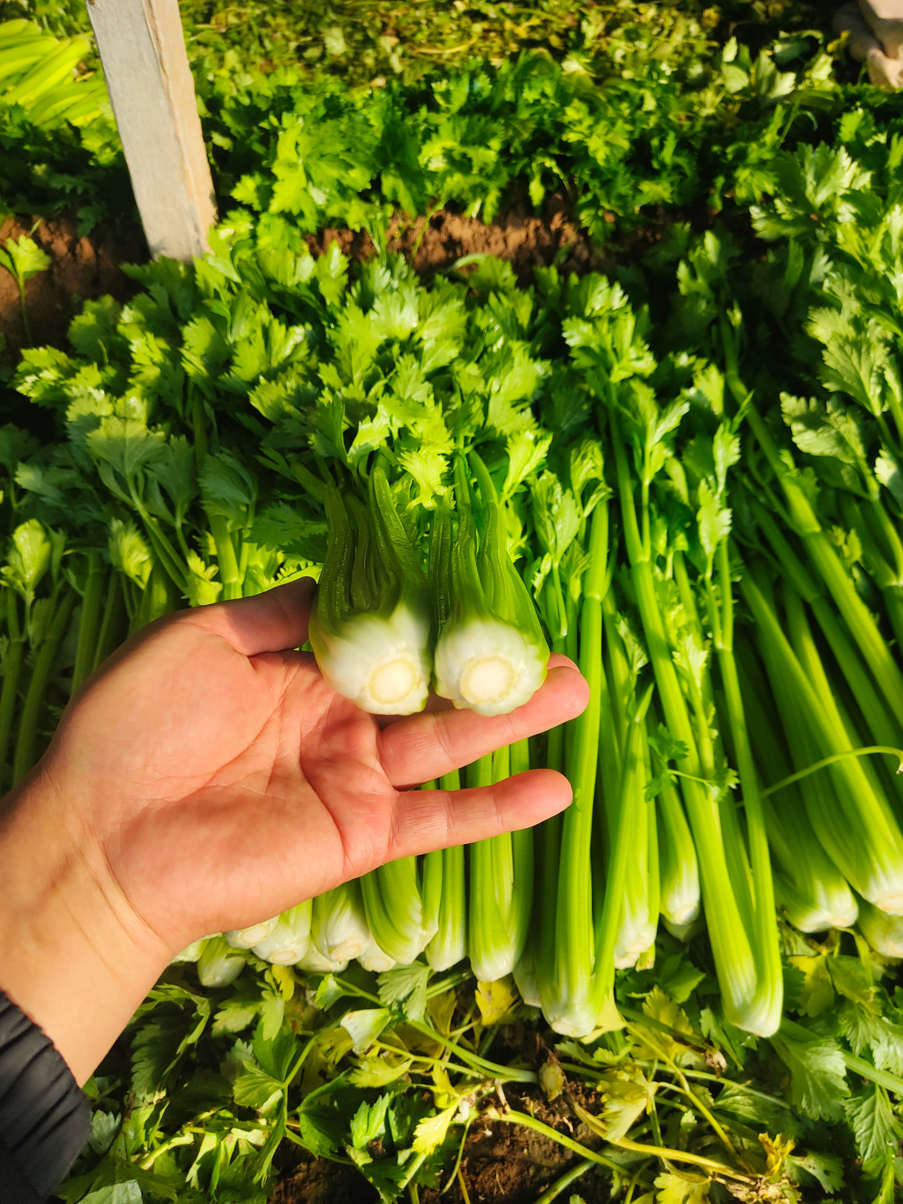 高质量精品芹菜 产地直发 大量有货 量大质优