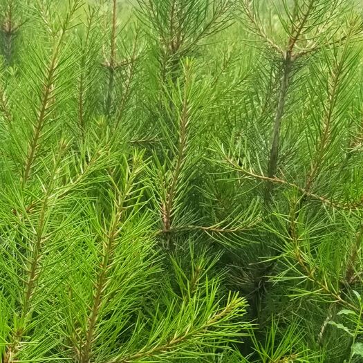 乾县精品白皮松，退林还耕，给钱就卖！