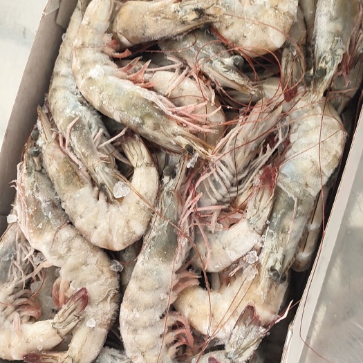 桑塔盐冻白虾白盒1.65kg*6盒