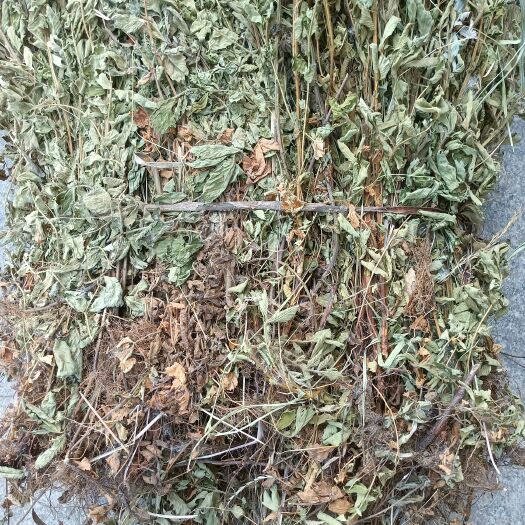 商城县仙鹤草2024天然采摘晒干非种植一手货源复购率高