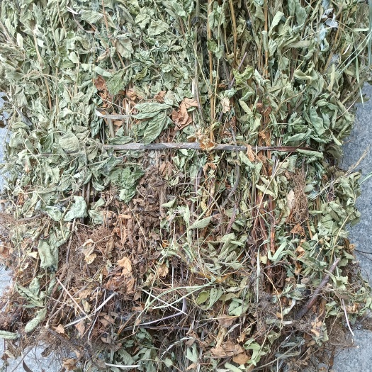 仙鹤草2024天然采摘晒干非种植一手货源复购率高