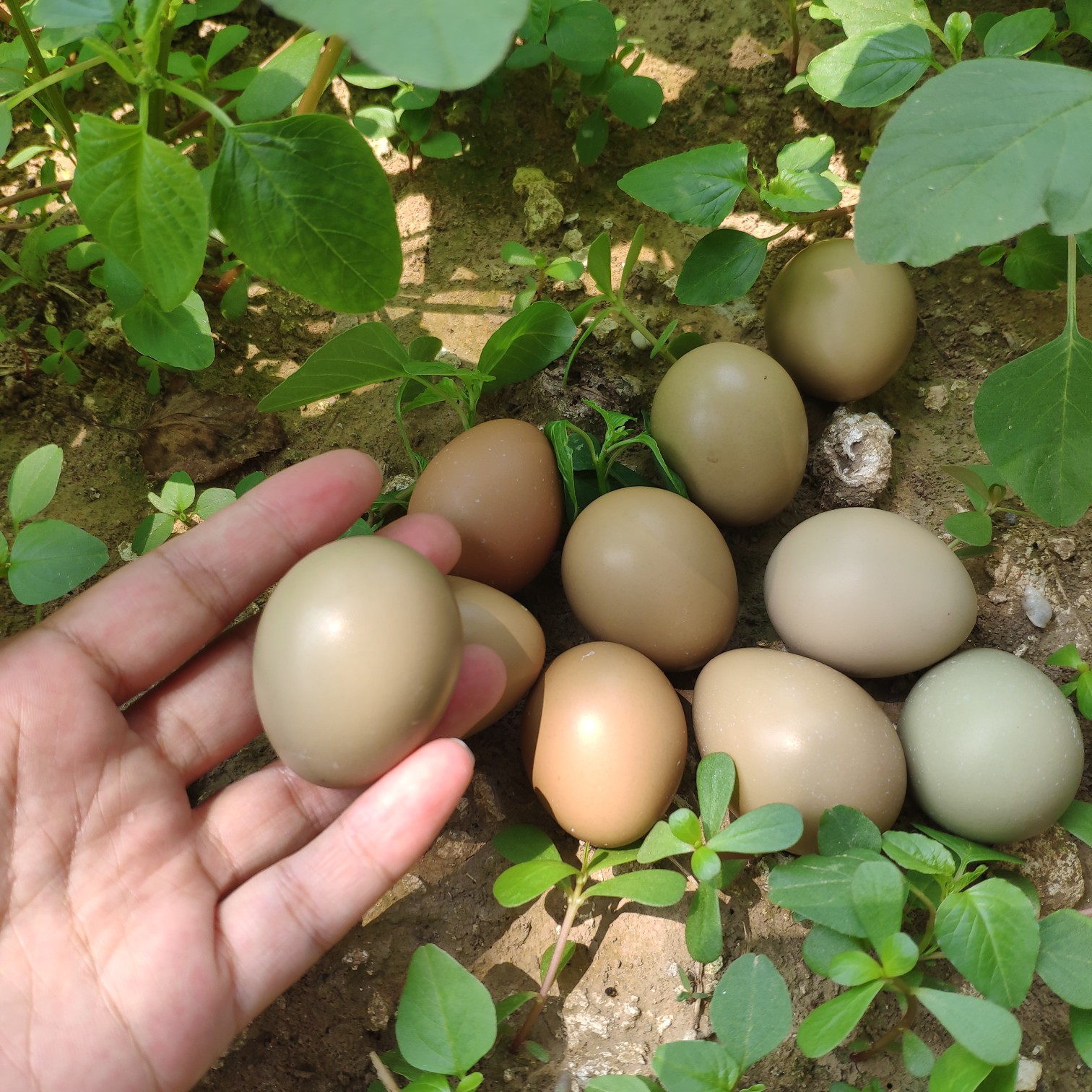 正宗的七彩山鸡蛋自家养殖一手货源批发零售可一件代发