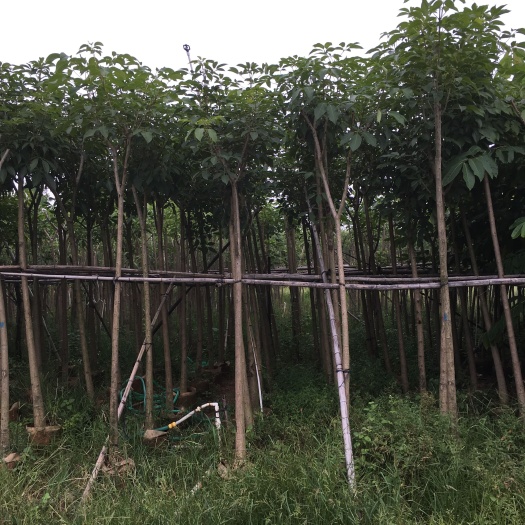 普宁市低价供应5-6-7-8-10分洋红风玲木/红花风玲木袋苗