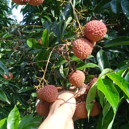 高州市桂味
