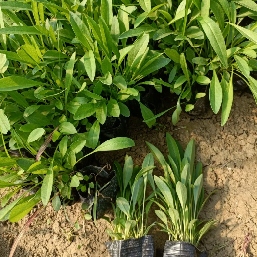 常州大花金鸡菊