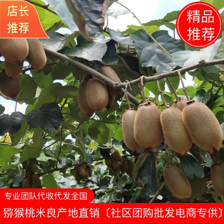 凤凰县产地直销 绿心猕猴桃量大从优，价格美丽