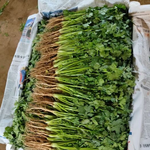 邯郸精品香菜 一手货源 大量有货 产地直发 量大质优