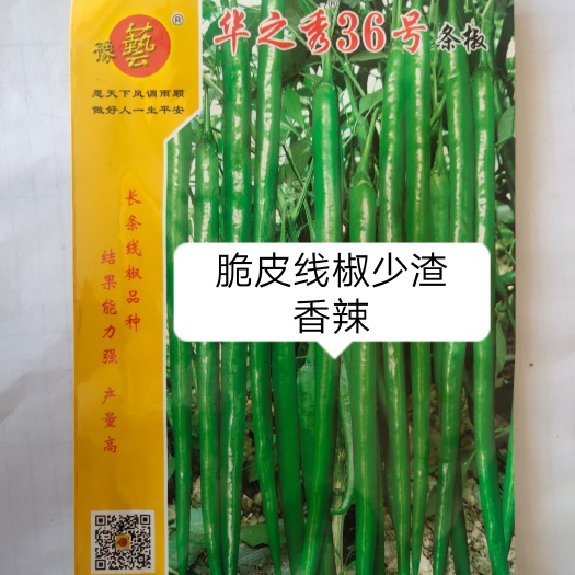 扶沟县华之秀36号线椒辣椒种子果长38厘米露地种抗病结果多好吃