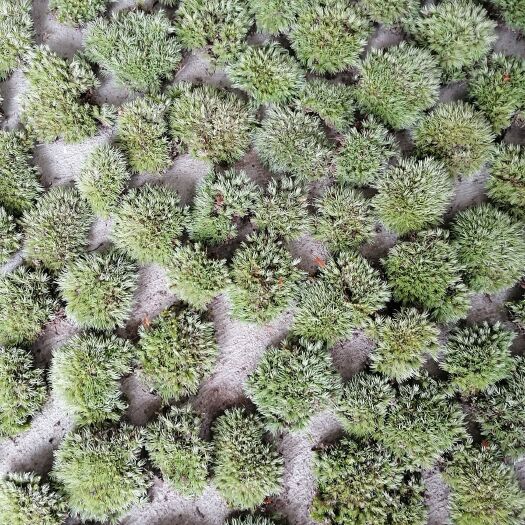 太湖县白发青台