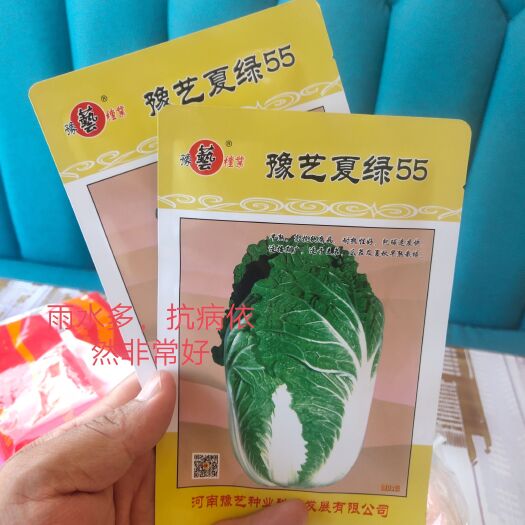 豫艺夏绿55白菜种子早熟抗病大果囗感好产量高抗逆能力强品