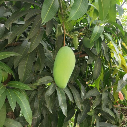 昆明云南大青芒一件代发批发，云南大青芒基地直发，农户自种自卖