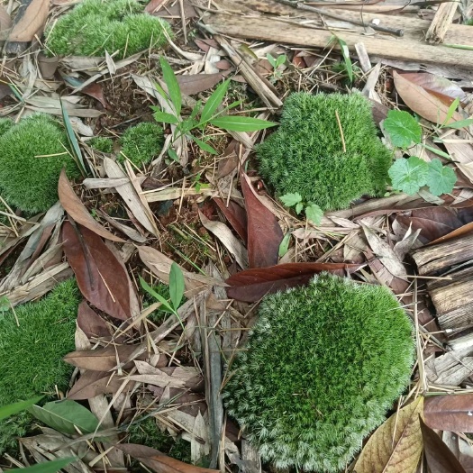 白发藓，驯养好了有想法就来。