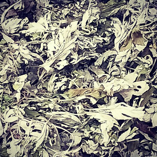唐河县艾叶干艾草家用艾叶包泡脚包儿童泡澡新鲜艾草叶去湿气月子专用