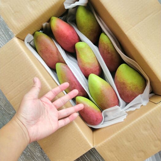 金平县自家种植红贵妃 大青芒 香甜可口