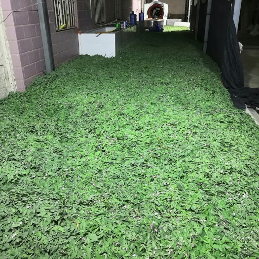 罗布麻，红麻