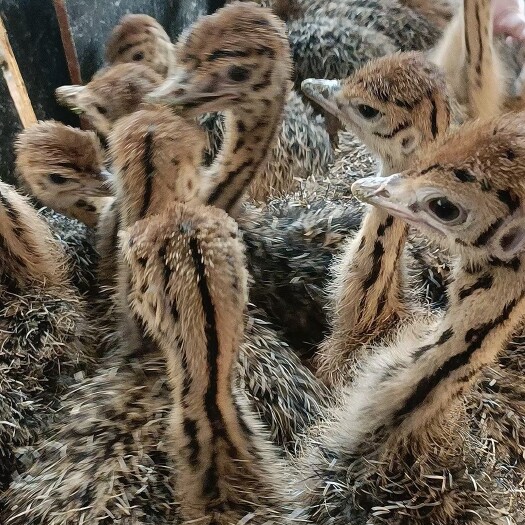 嘉祥县非洲鸵鸟苗多少钱？  鸵鸟怎么卖？