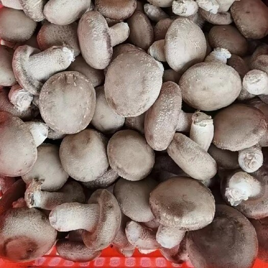 邢台鲜鲜香菇片菇加工厂货源价格低产量稳定