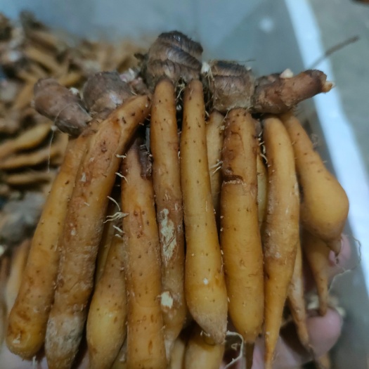 昆明泰国品种甲猜新鲜到货