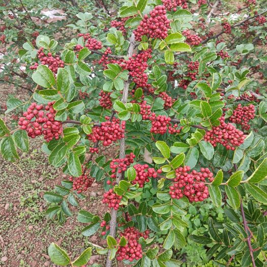 鲜花椒，红花椒，四川花椒，盐源花椒 大凉山盐源花椒麻椒