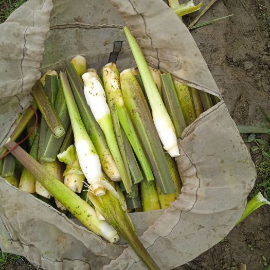 精品茭白大量供应，欢迎来基地考察