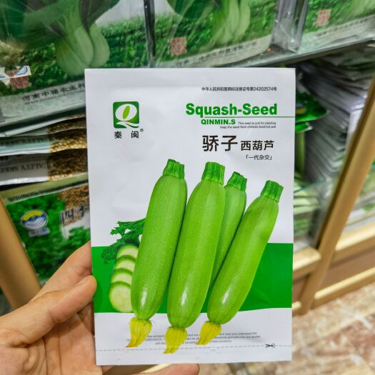 西安西葫芦种子秦闽骄子西葫芦肉质细嫩早熟春秋冬季种植耐寒蔬菜种