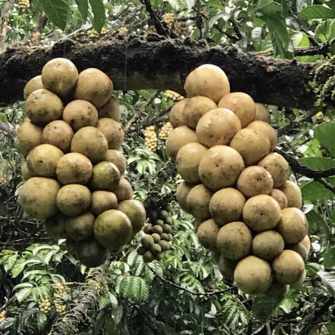 [龙贡果树苗批发]龙贡果苗嫁接苗,皮薄肉厚,清甜多汁,口感类似荔枝