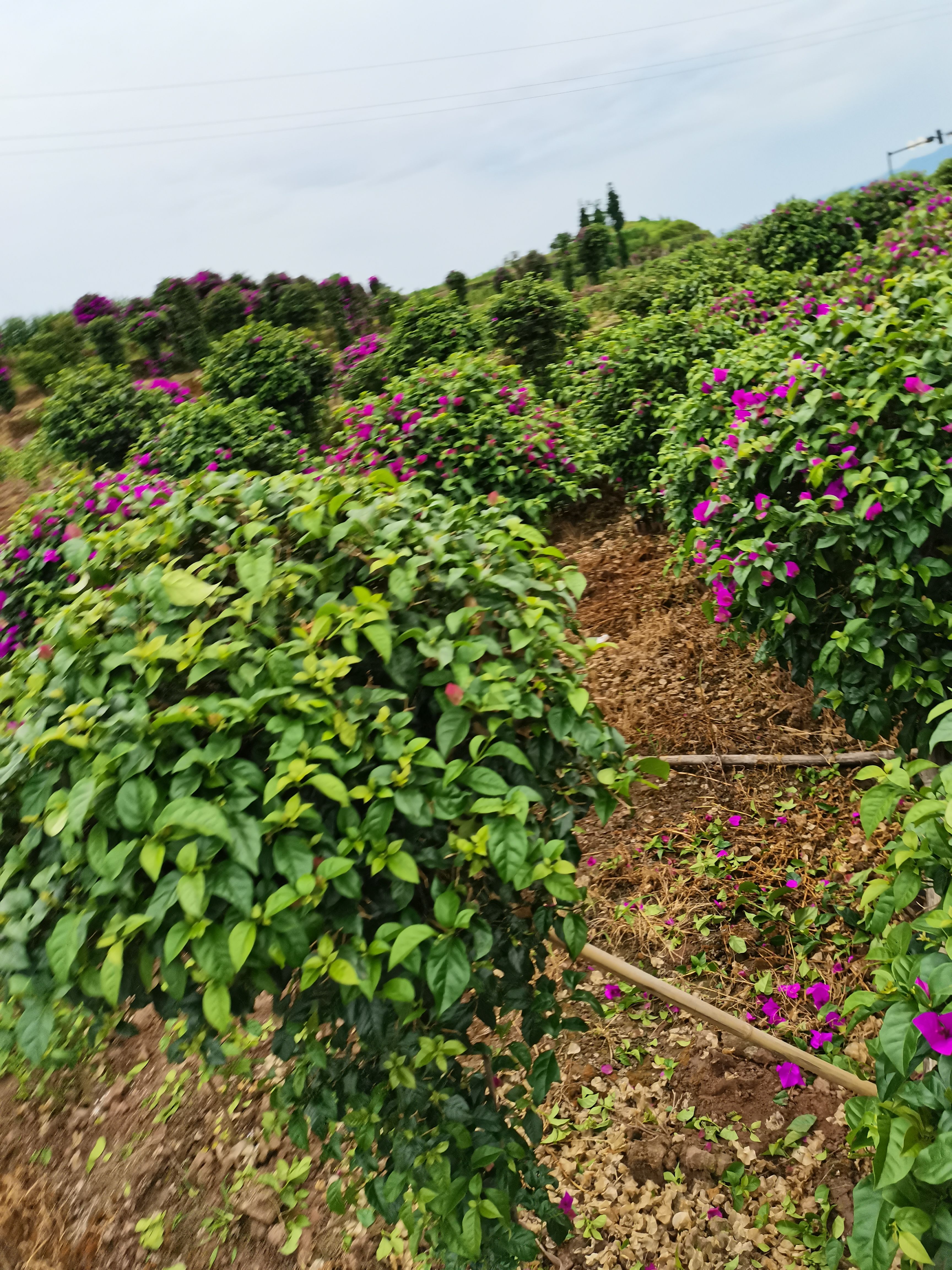 紫花三角梅  紫色三角梅大笼