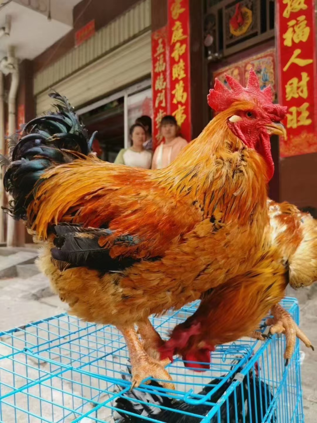 陶群的店