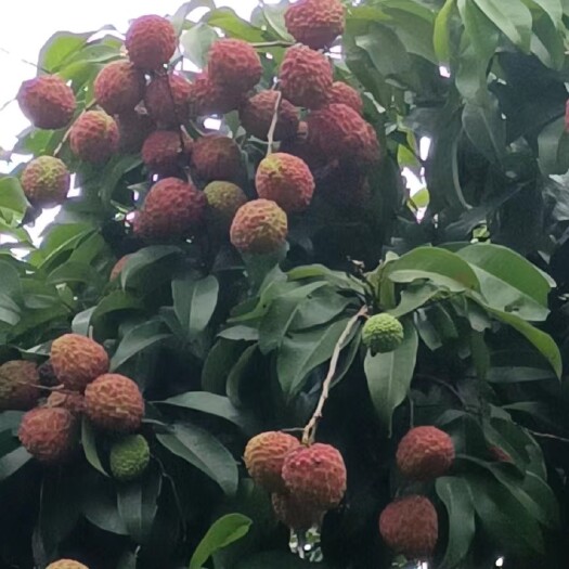 广州仙进奉荔枝 自家种植新鲜现摘原产地直发 现已上市欢迎采购咨询