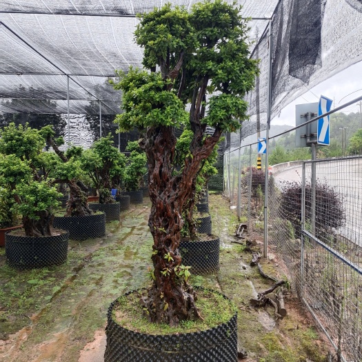 千年杜鹃桩嫁接新品种别墅精品货福建龙岩基地直销