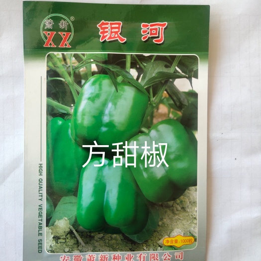 扶沟县甜椒种子  银河~中熟大果果型方正美观口味甘甜皮厚抗病单果